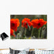 Poppy Wall Mural