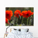 Poppy Wall Mural