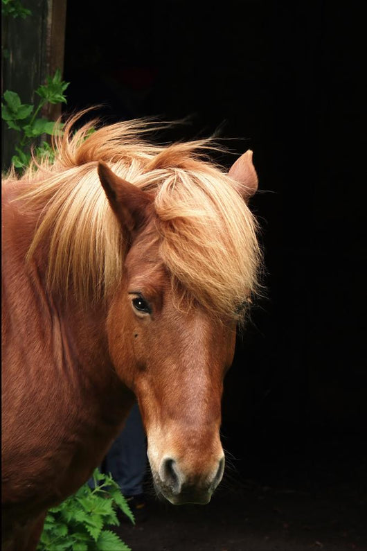 Horse Wall Decal