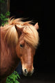 Horse Wall Decal
