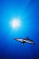 Lone Shark Illuminated Underwater Wall Decal