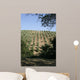 Tuscan Olive Grove Wall Mural