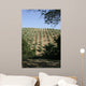 Tuscan Olive Grove Wall Mural