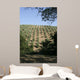 Tuscan Olive Grove Wall Mural