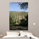 Tuscan Olive Grove Wall Mural