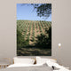 Tuscan Olive Grove Wall Mural