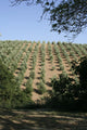 Tuscan Olive Grove Wall Mural