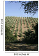 Tuscan Olive Grove Wall Mural