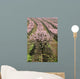 row of blooming peach trees Wall Mural