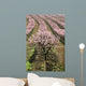 row of blooming peach trees Wall Mural