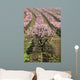 row of blooming peach trees Wall Mural