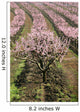 row of blooming peach trees Wall Mural