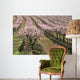 row of blooming peach trees Wall Mural