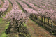 row of blooming peach trees Wall Mural