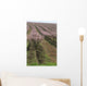 rows of blooming peach trees Wall Mural