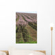 rows of blooming peach trees Wall Mural