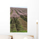 rows of blooming peach trees Wall Mural