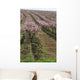 rows of blooming peach trees Wall Mural