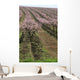 rows of blooming peach trees Wall Mural