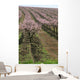 rows of blooming peach trees Wall Mural