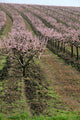 rows of blooming peach trees Wall Mural
