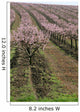 rows of blooming peach trees Wall Mural