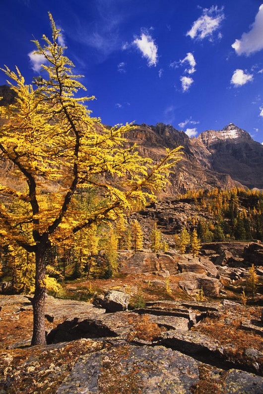 Larch Tree Wall Decal