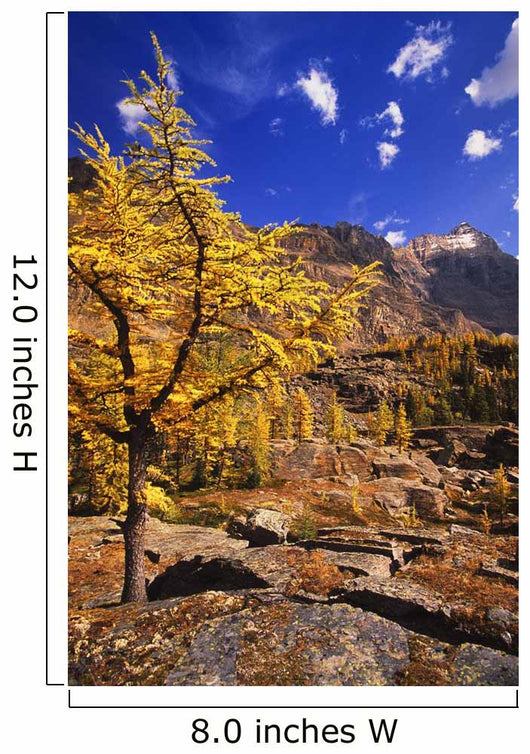 Larch Tree Wall Decal