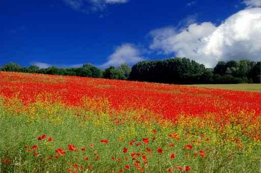 Poppy Meadow Wall Decal