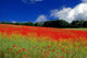 Poppy Meadow Wall Decal