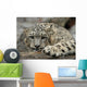 Snow Leopard Wall Mural
