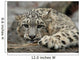 Snow Leopard Wall Mural