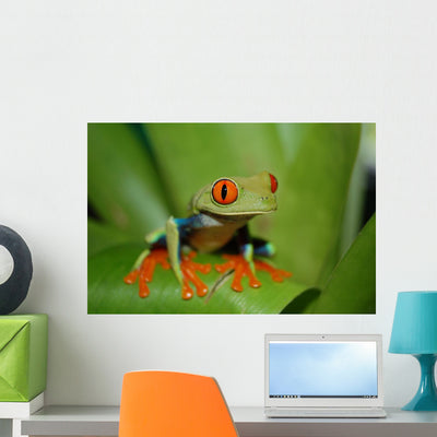 Frog Wall Mural shown on a wall
