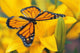 Monarch Butterfly Flower Wall Decal