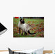 Siamese Cat Wall Mural