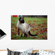 Siamese Cat Wall Mural