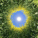 Sonne im Raps Wall Mural
