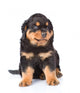 Small rottweiler puppy sitting. Isolated on white background Wall Decal