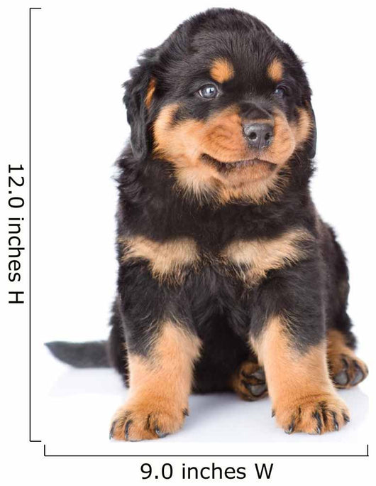 Mini Rottweiler Size Miniature Rottweiler Puppy