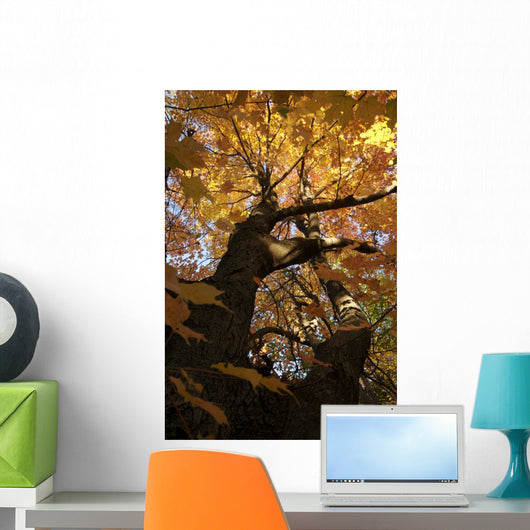 Sugar Maple Tree Changing Wall Mural