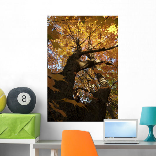 Sugar Maple Tree Changing Wall Mural