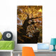 Sugar Maple Tree Changing Wall Mural