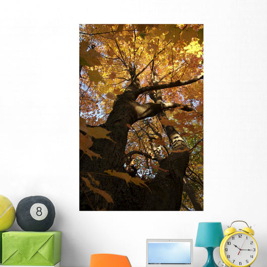 Sugar Maple Tree Changing Wall Mural