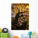Sugar Maple Tree Changing Wall Mural