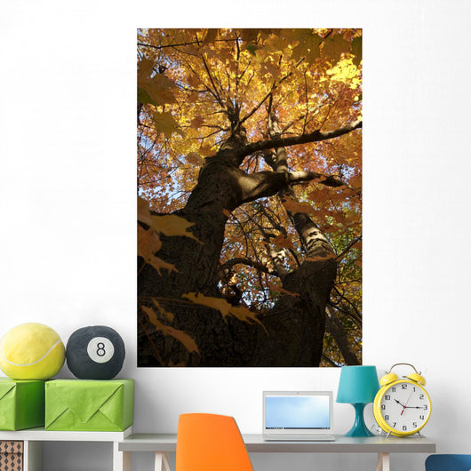 Sugar Maple Tree Changing Wall Mural