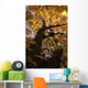 Sugar Maple Tree Changing Wall Mural