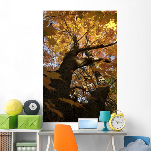 Sugar Maple Tree Changing Wall Mural