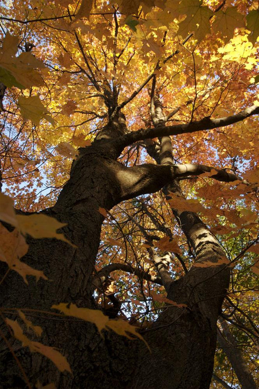 Sugar Maple Tree Changing Wall Mural