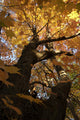 Sugar Maple Tree Changing Wall Mural