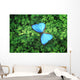 Blue Butterfly Wall Decal